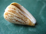 Морская ракушка Конус суматренсис, фото №4
