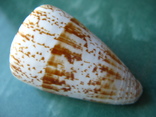 Морская ракушка Конус характеристикус, фото №2
