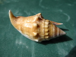 Морская ракушка Стромбус булла, фото №3