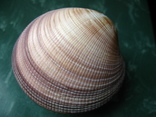 Морская ракушка кардиум Pseudolima 110 мм, фото №6