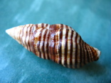 Морская ракушка раковина Latirus turritus, фото №2