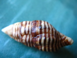 Морская ракушка раковина Latirus turritus, фото №3