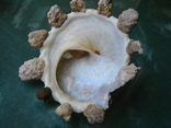 Морская ракушка Ксенофора гранулоса, фото №4