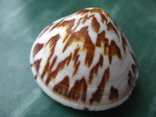 Морская ракушка раковина Бивальва глукумерис, фото №3