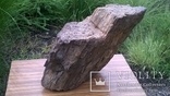Часть окаменелого дерева. Пермь-Карбон 348-250 млн. лет. Украина. Вес около 60 кг., фото №5