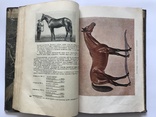 Книга о Лошади, 2 тома., фото №9