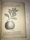 1914 Как вырастить Лимоны и Апельсины в комнате, фото №8