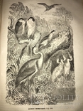 1875 Жизнь Птиц Книга с Шикарными гравюрами, фото №2