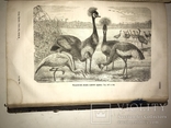 1875 Жизнь Птиц Книга с Шикарными гравюрами, фото №3