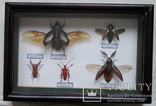 Тропические жуки в рамке, фото №3