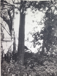 Фото  Индия  Обезьяна на дереве 1963-1964 120х180 мм., фото №4