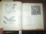 Биология -1968г, фото №5