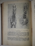 М.Дюваль, Анатомия для Художников, 1940 год, фото №9