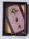 Три жука в рамке, фото №3