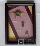 Три жука в рамке, фото №6