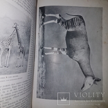 1910 Жизнь животных в фотографиях с натуры в 2х томах! Зоология. Корниш Чарльз, фото №2