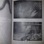 1910 Жизнь животных в фотографиях с натуры в 2х томах! Зоология. Корниш Чарльз, фото №6