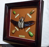 5 тропических жуков в рамке, фото №3