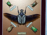5 тропических жуков в рамке, фото №7