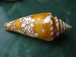Морская ракушка Конус Conus amadis f.arbonatalis 68 мм, фото №3