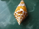 Морская ракушка Конус Conus amadis f.arbonatalis 68 мм, фото №5