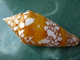 Морская ракушка Конус Conus amadis f.arbonatalis 68 мм, фото №6