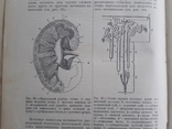 Энциклопедическй словарь Граната. Том 2, фото №12