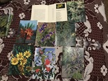 Растения из красной книги СССР, фото №3