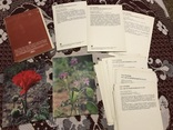 Растения из красной книги СССР, фото №5