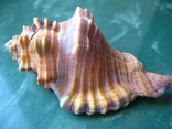 Морская ракушка раковина Циматиум лоториум 112 мм, фото №2