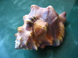 Морская ракушка раковина Циматиум лоториум 112 мм, фото №5