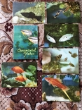 Ornamental fishes, фото №2