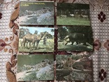 Набор открыток зоологічний nacional Куба, фото №2