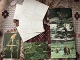 Набор открыток зоологічний nacional Куба, фото №3