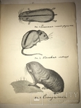 1925 Каталог Крыс Мышей всего 300 тираж, фото №4