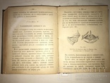 1903 Гадание по лицу Физиогномика, фото №8