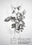 Рисунок карандашом. Графика. Веточка дикой груши (41х29см). Ю. Смаль, фото №2
