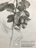 Рисунок карандашом. Графика. Веточка дикой груши (41х29см). Ю. Смаль, фото №6