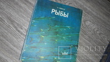 Рыбы Ф. Оммани 1975г., фото №2