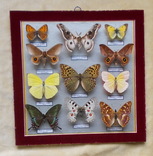 Тропические бабочки в рамке, фото №3