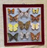 Тропические бабочки в рамке, фото №4