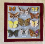 Тропические бабочки в рамке, фото №5