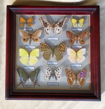 Тропические бабочки в рамке, фото №8