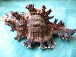 Морская ракушка Чихореус Chicoreus palmarosae104 мм, фото №2