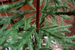 Елка ель СССР № 2. высокая, ствол дерево 162 см, фото №7