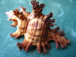Морская ракушка Чихореус Chicoreus palmarosae 83 мм, фото №2