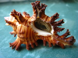 Морская ракушка Чихореус Chicoreus palmarosae 83 мм, фото №3