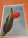 Тюльпан. 1962р., фото №2