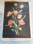 Рисунок  для вышивки 1961 г. Тюльпаны, фото №3