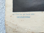 Рисунок  для вышивки 1961 г. Тюльпаны, фото №5